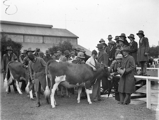 Historical image of young farmers with cows at an agricultural show