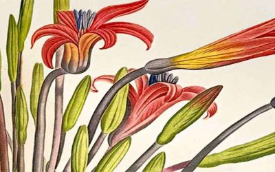 NSW Premier’s History Award Winners Announced