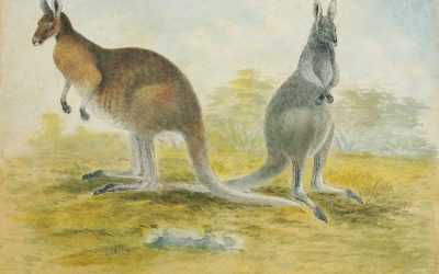 How science was communicated in colonial New South Wales