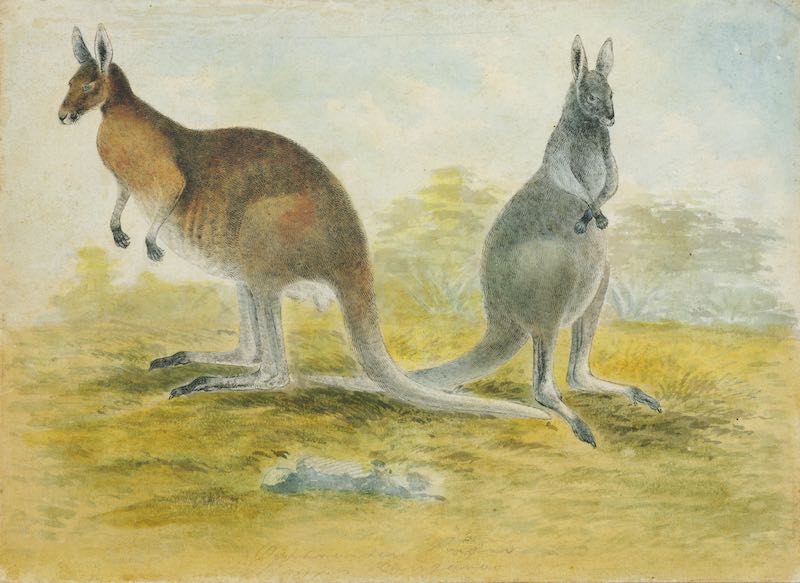 Colourful sketch of two Kangaroos by Gerard Krefft, the first curator of the Australian Museum.