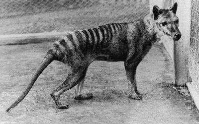 National Threatened Species Day