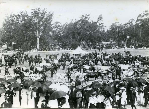 A large gathering of people in a paddock viewing cows. The people are all dressed very well. The ladies are using parasols to shade themselves from the sunlight.