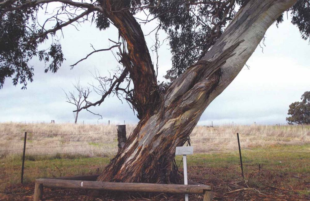 Tree on the site of Yuranigh’s Grave, Moolong, NSW, 2015. A tree with a large trunk which is located in a field. It has a fence around it and a plaque in front of it. 
