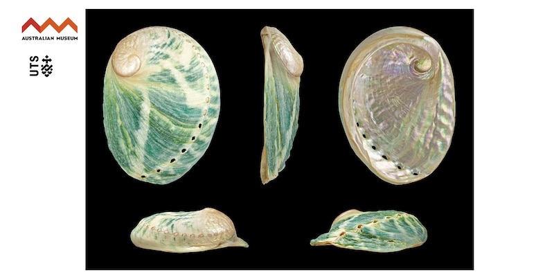 A collection of shells on a black background